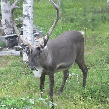 Kuusijarvi Lankojarvi