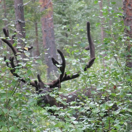 Kuusijarvi * Lankojarvi